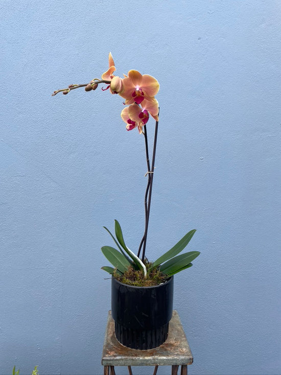 Single Stem Phalaenopsis Orchid In Container