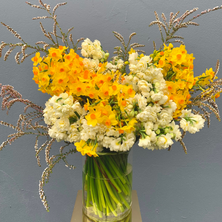 Special Jonquils