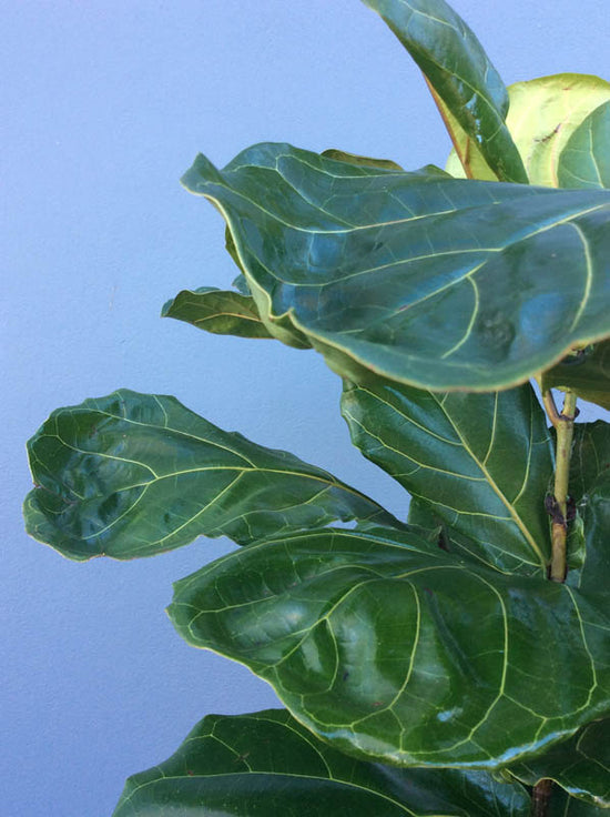 Large Green Indoor Plant in Pot 2
