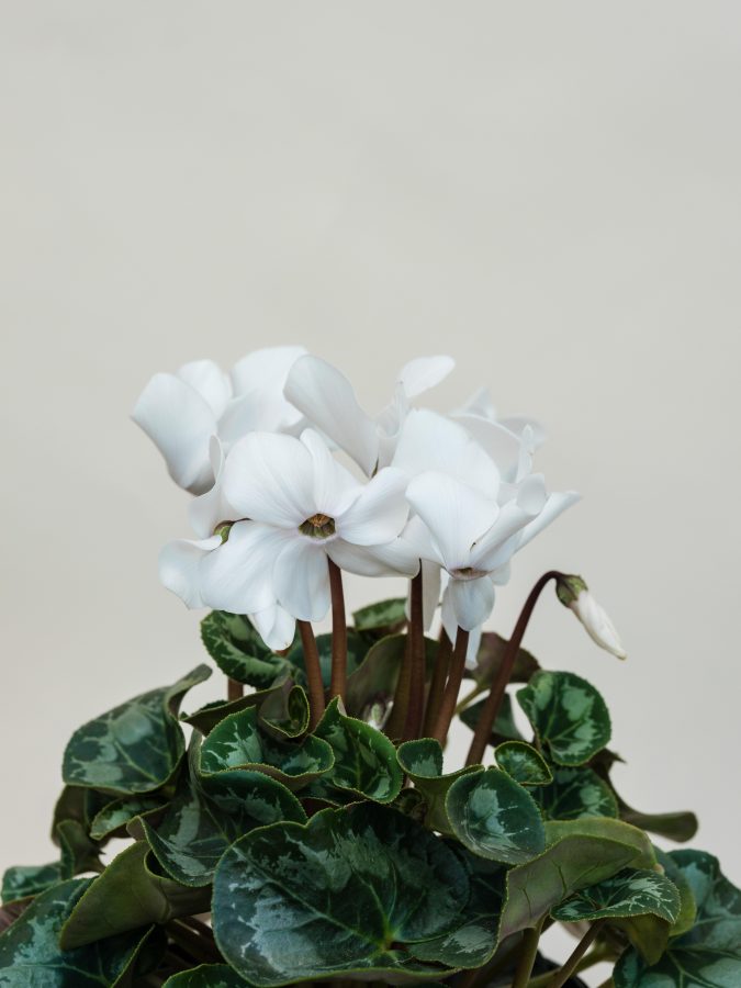 floraldecorator_250321_mothersday2021_webres_050