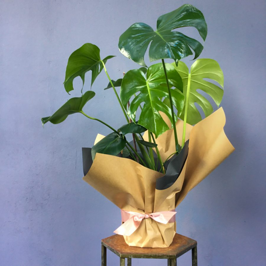 buy monstera deliciosa sydney Monstera Plant Sydney