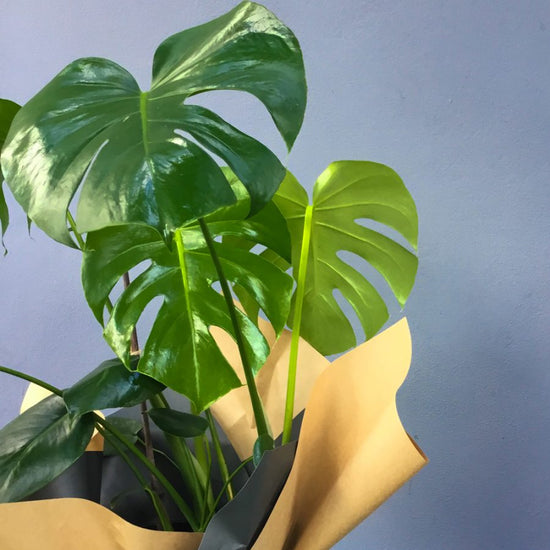 floraldecoratormothersday2022_003