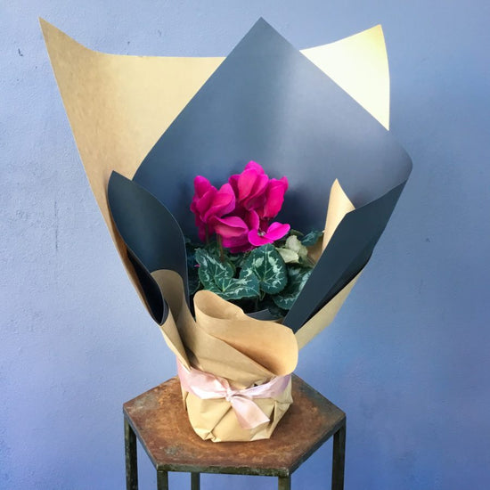 Wrapped Cyclamen Plant