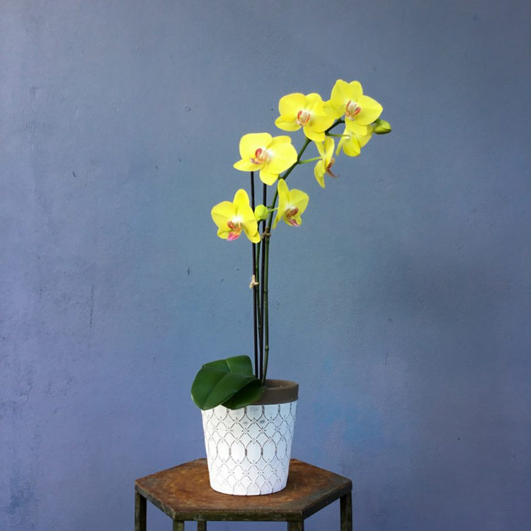 floraldecoratormothersday2022_015
