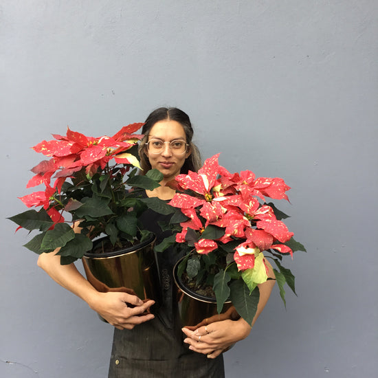 Poinsettia - Large