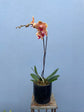 Single Stem Phalaenopsis Orchid In Container