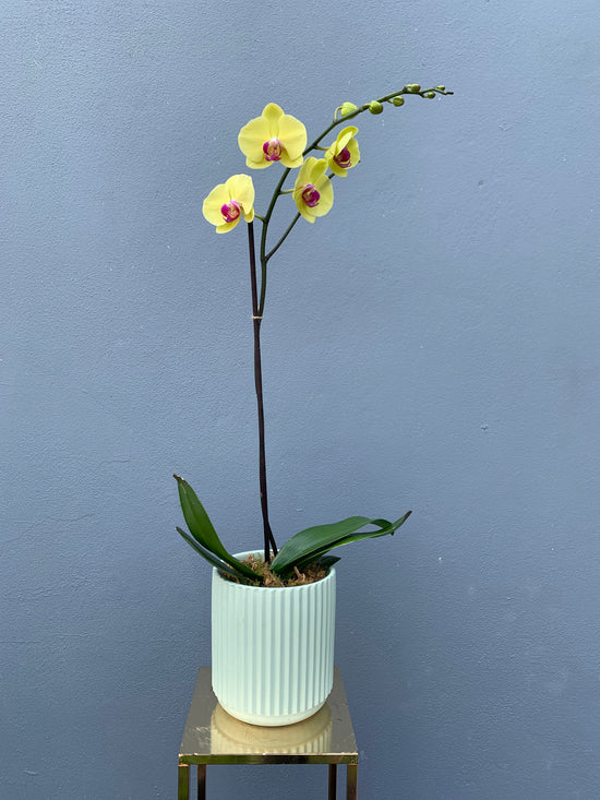 Single Stem Phalenopsis Orchid in container