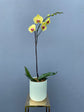 Single Stem Phalenopsis Orchid in container