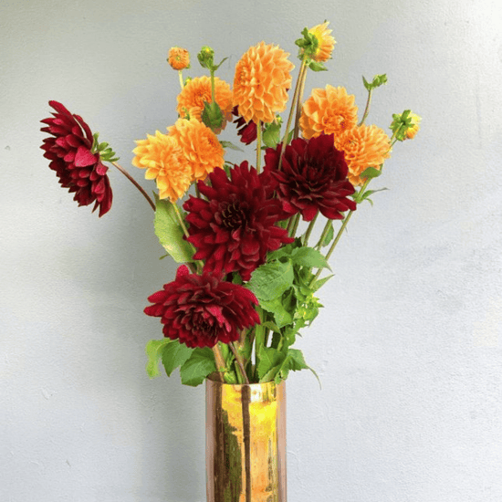 Dahlias Seasonal Special