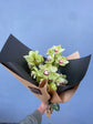 Cymbidium Orchid