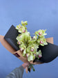 Cymbidium Orchid