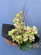 Cymbidium Orchid