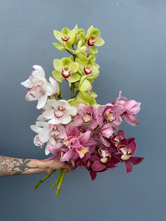 Cymbidium Orchid