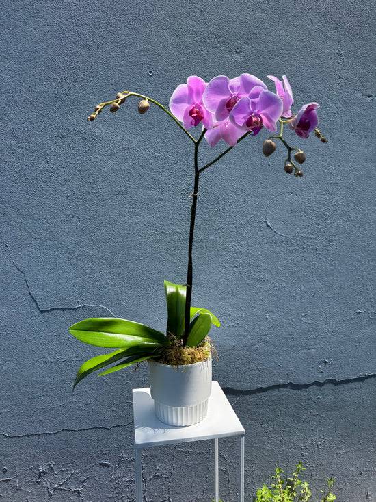Single Stem Phalaenopsis Orchid In Container