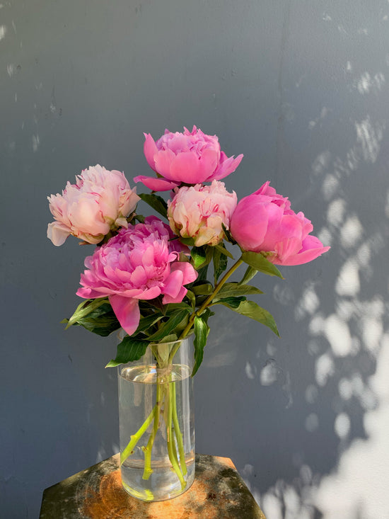 Peony Summer Special