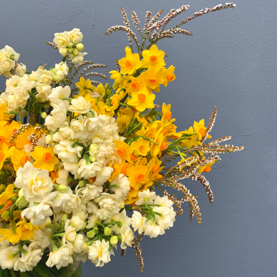 Special Jonquils