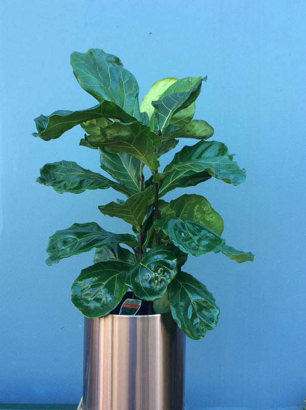 Large Green Indoor Plant in Pot 1