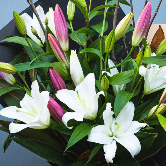 Pink and White Fragrant Lilies 2