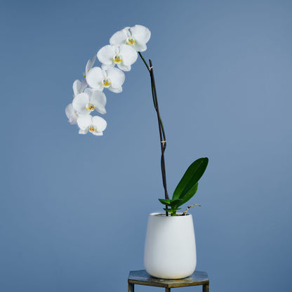 Single Stem Phalaenopsis Orchid In Container