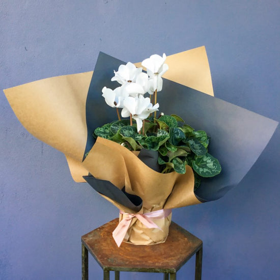 Wrapped Cyclamen